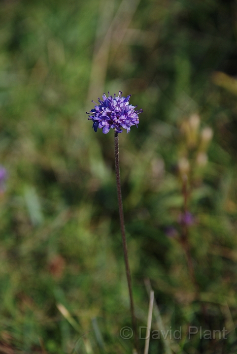 Devil's-bit scabious flower - A.JPG - Devil's-bit scabious flower - Bedfordshire